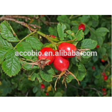 Alta calidad farmacéutica grado extracto de frutas de escaramujo orgánico